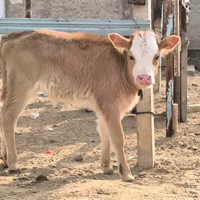 Gibirit Goleli sygyr