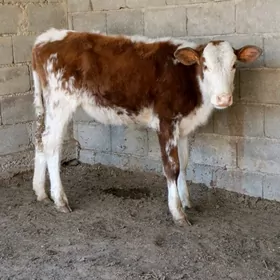 Gibrit simintal tüwe