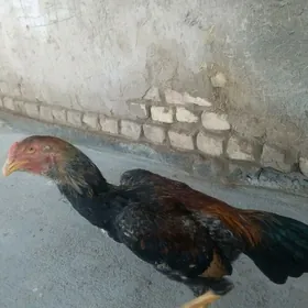 Iyulda Çykan  Juyjeler.