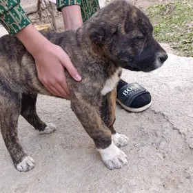 Türkmen It, Goñurja