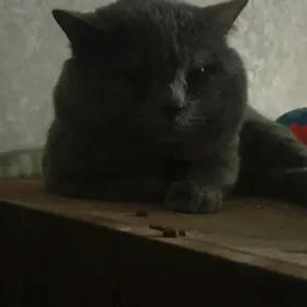 кот на вязку