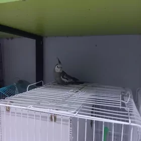 Корелла,Korella