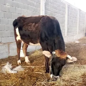 Şygyrlar bogaz we Tüwe bogaz