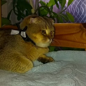 кот на вязку