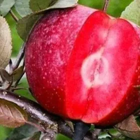 CАЖЕНЦЫ SAPLING TURK FIDAN