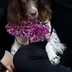 пропала собака.  it yitdi