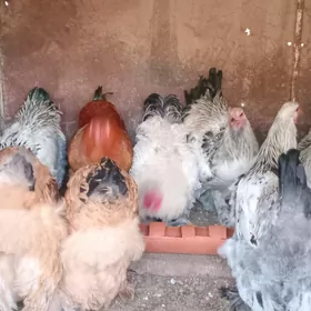 брама хоразлар