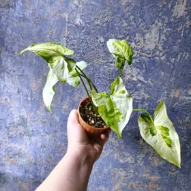 сингониумы