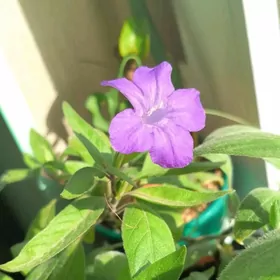 домашние цветы