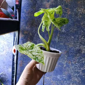 алоказия одора батик вар