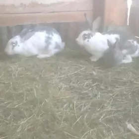 Ene towşanlar boğaz