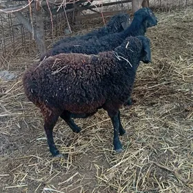 boğaz goyunlar gisar