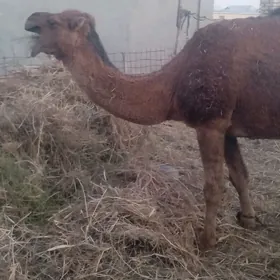 Улы яшлы дуе