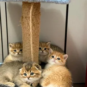 котята pishijekler