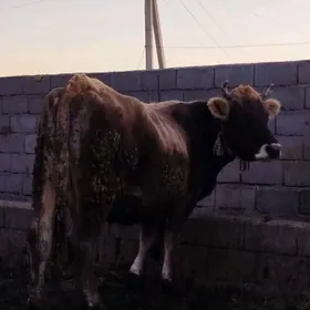 tohum şiwit Süÿytly