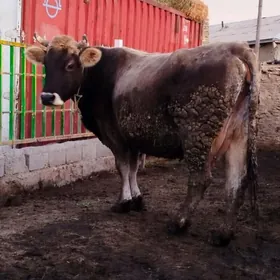 şiwit süÿytly sygyr