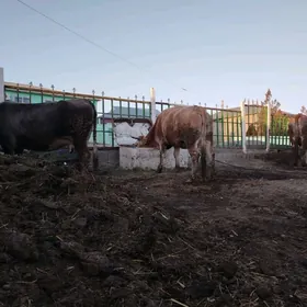 1ÿil baklan sygyr tuwe