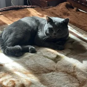 кот на вязку