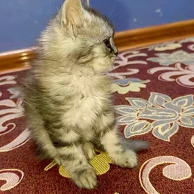 персидский котята