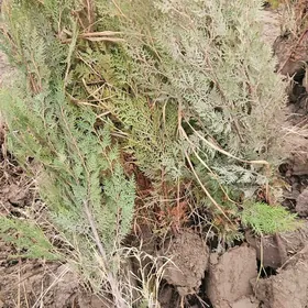 Tuýa,tuya,ÿolka,ýolka