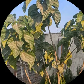 Şa-Tut,shatut,şatut,tuy