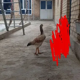 байсов товук