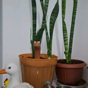 Сансевиерия цветок