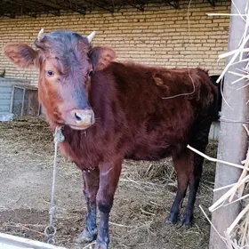 krasnyý stepnoý unajyn