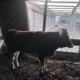 tuwe 1 yasap gecen 64 19 48 23