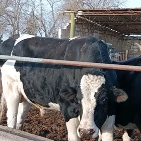 galysteyin sygyr we okiz