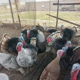 индук бар Индук