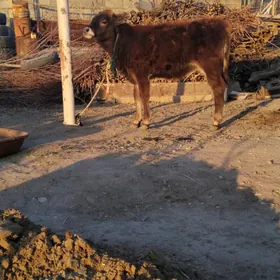 TÜWE ŞWES TOHIM YERLI MAL