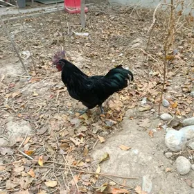 lakadeyzi gara etli horoz