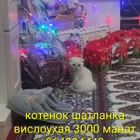 шотландские котята