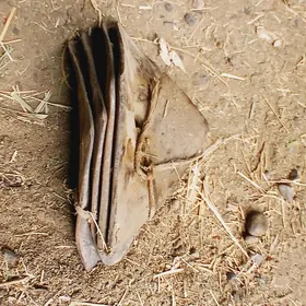 Mtz.traktoryn.zapcaslary