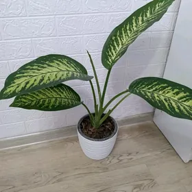 ДИФФЕНБАХИЯ