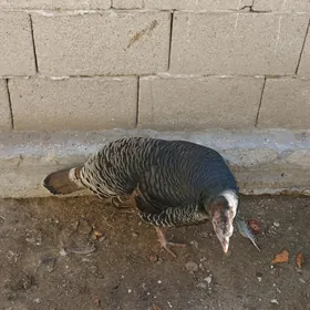 индук и утки