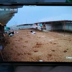 Gyssagly!! 9 komisar mal yatak