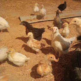 Lohman sandy braun jüýje