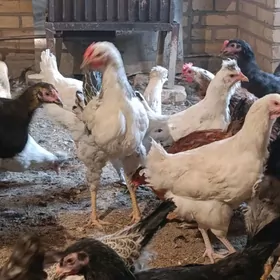 gegant broŷ towuklar