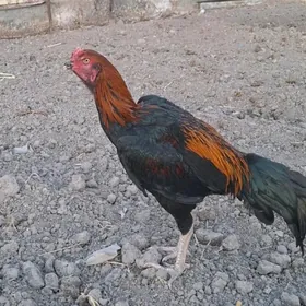 байсов хораз