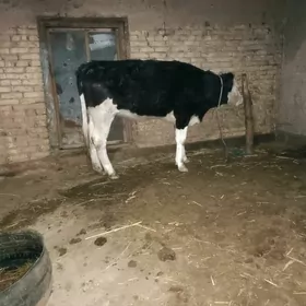 golishdeyin bogaz mal