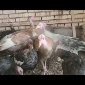 INDUK 9AINDUK 8AYLYK 8sany