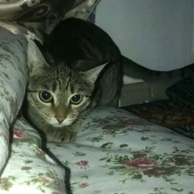 кошка 2 года