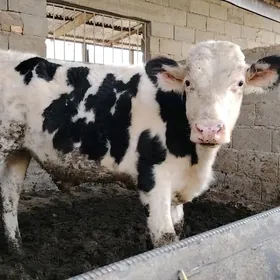 Golşteýn kanatka öküz 9aý