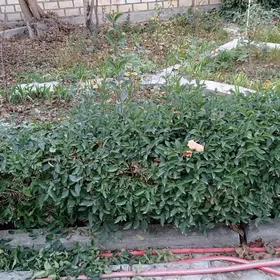 Бирючина обыкновенная