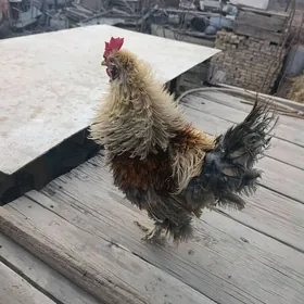 кирпи японка