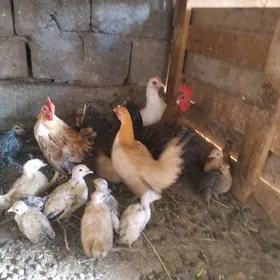 Карлик чужелер