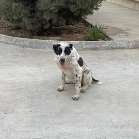 Alabay ıt gujık urkacy