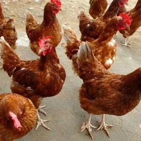 Lohman brown ýumurtga